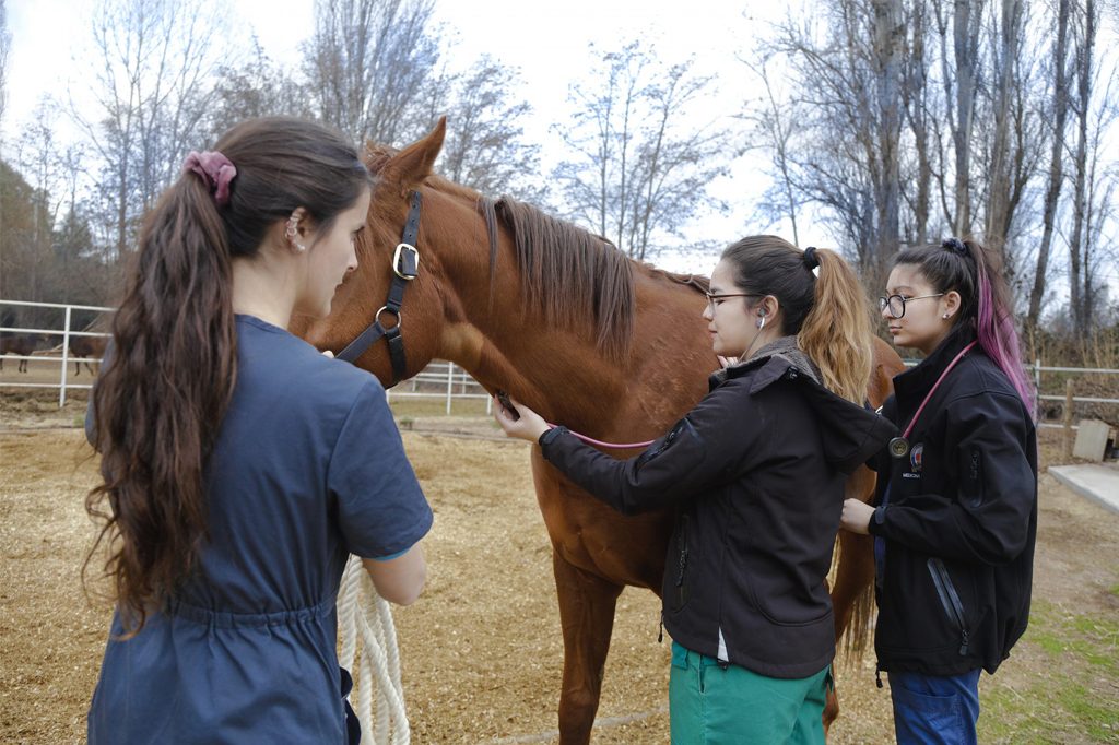 Medicina Veterinaria, Medicina Veterinaria Unab