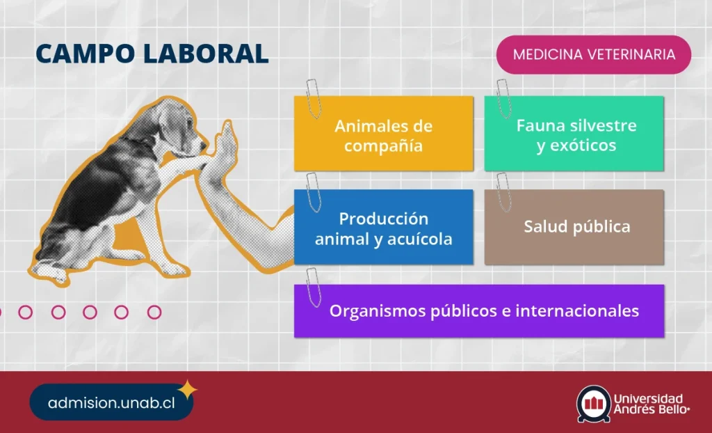 infografía con el campo laboral de medicina veterinaria